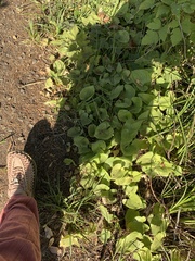 Maianthemum dilatatum