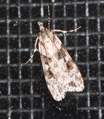 Scoparia chiasta