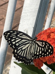 Papilio clytia