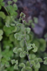 Adiantum chilense scabrum