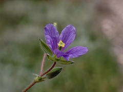 Erodium crinitum