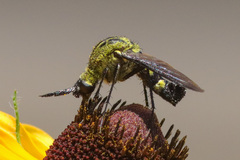 Lepidophora lepidocera