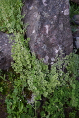 Adiantum chilense scabrum