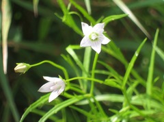 Campanula aparinoides