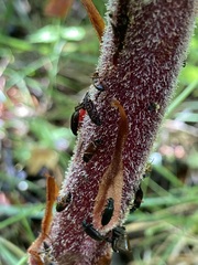 Tenebrionoidea
