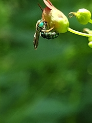 Augochloropsis metallica