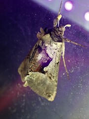Autographa ampla