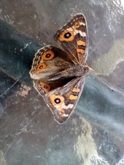 Junonia villida