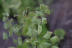 Adiantum chilense scabrum