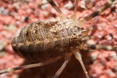 Opilio saxatilis