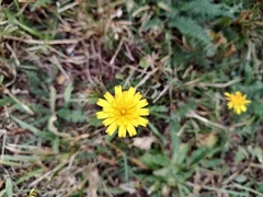 Hypochaeris radicata