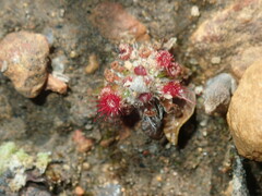 Drosera spilos