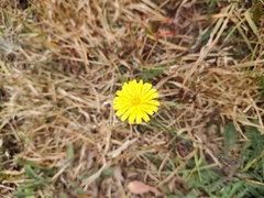 Hypochaeris radicata