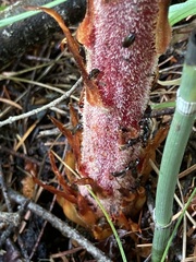 Tenebrionoidea