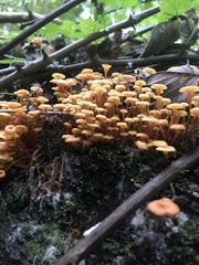 Xeromphalina