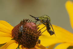 Lepidophora lepidocera