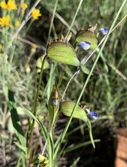 Commelina dianthifolia