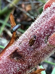 Tenebrionoidea