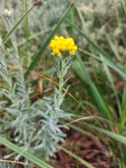 Chrysocephalum semipapposum