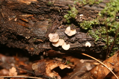 Pezizaceae