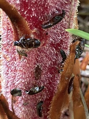 Tenebrionoidea