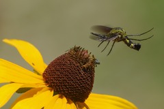 Lepidophora lepidocera