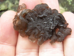 Exidia novozealandica
