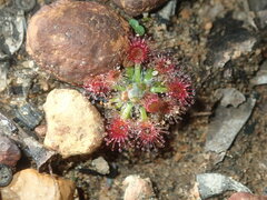 Drosera spilos