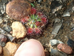 Drosera spilos