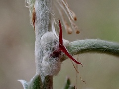 Malacocera tricornis