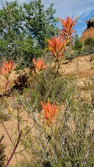 Castilleja linariifolia
