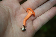 Cantharellus cinnabarinus