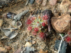 Drosera spilos