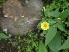 Ixeridium laevigatum