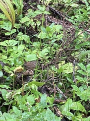 Troglodytes pacificus