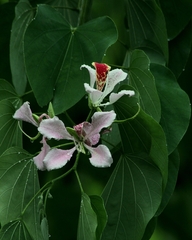 Bauhinia monandra