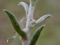 Malacocera tricornis