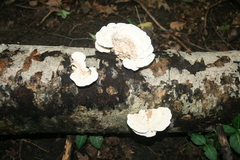 Trametes gibbosa