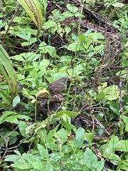 Troglodytes pacificus