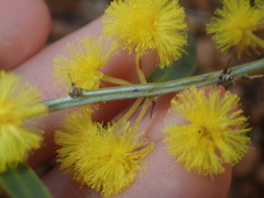 Acacia nervosa
