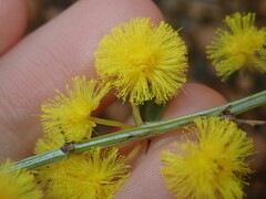 Acacia nervosa