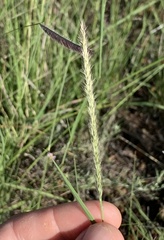 Muhlenbergia