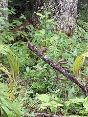 Troglodytes pacificus