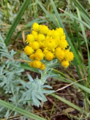 Chrysocephalum semipapposum