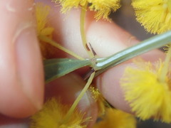 Acacia nervosa