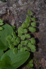Adiantum gertrudis
