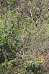 Verbesina robinsonii