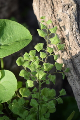 Adiantum gertrudis