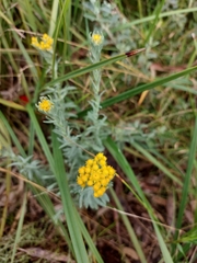 Chrysocephalum semipapposum