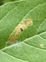 Aulagromyza